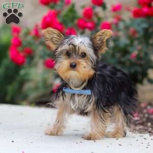 Ollie, Yorkie Puppy